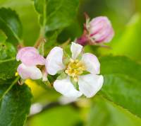 Malus sieversii apple blossom